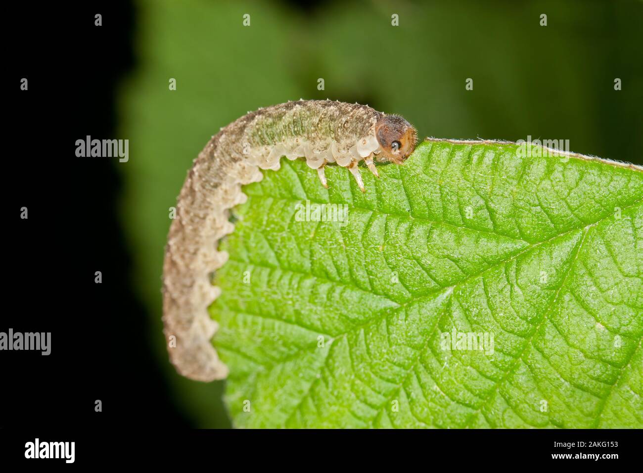 Ein graues Caterpillar Essen ein grünes Blatt Stockfoto