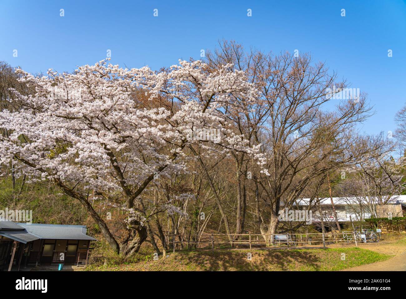 Michinoku Folklore Dorf im Frühling Saison sonnigen Tag. Kitakami Tenshochi Park Kirschblüten Matsuri fest. Kitakami, Iwate Präfektur, Japan Stockfoto