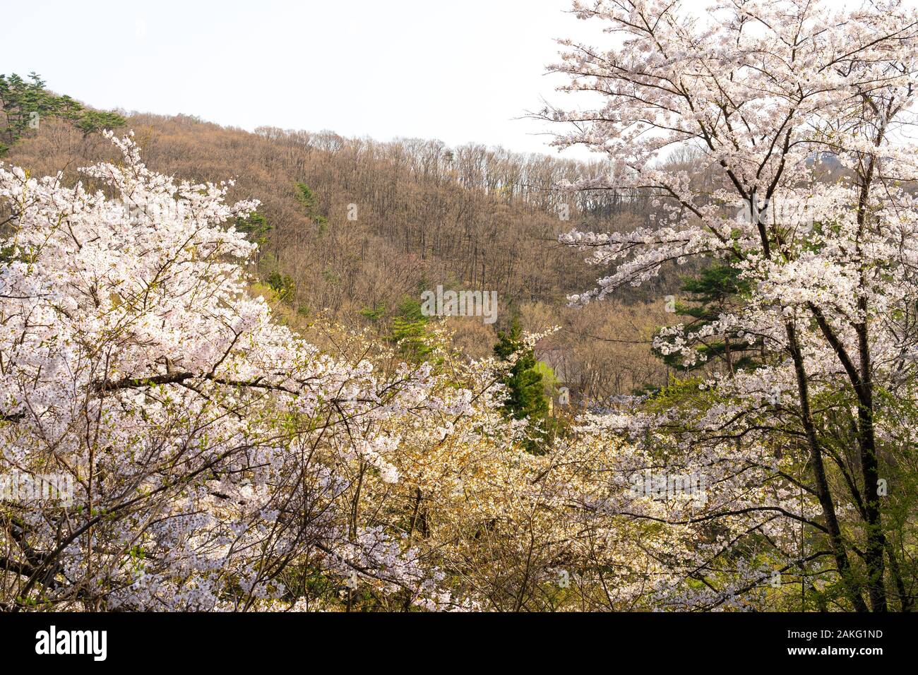 Michinoku Folklore Dorf im Frühling Saison sonnigen Tag. Kitakami Tenshochi Park Kirschblüten Matsuri fest. Kitakami, Iwate Präfektur, Japan Stockfoto