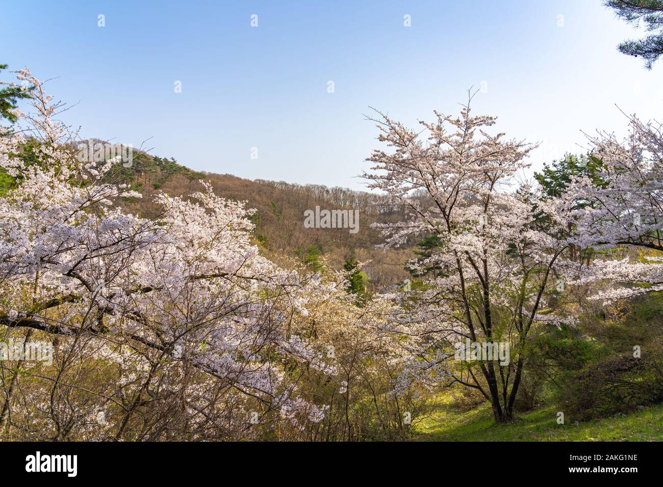 Michinoku Folklore Dorf im Frühling Saison sonnigen Tag. Kitakami Tenshochi Park Kirschblüten Matsuri fest. Kitakami, Iwate Präfektur, Japan Stockfoto