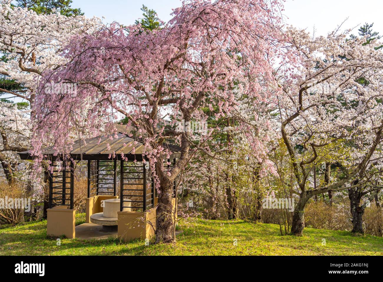 Michinoku Folklore Dorf im Frühling Saison sonnigen Tag. Kitakami Tenshochi Park Kirschblüten Matsuri fest. Kitakami, Iwate Präfektur, Japan Stockfoto