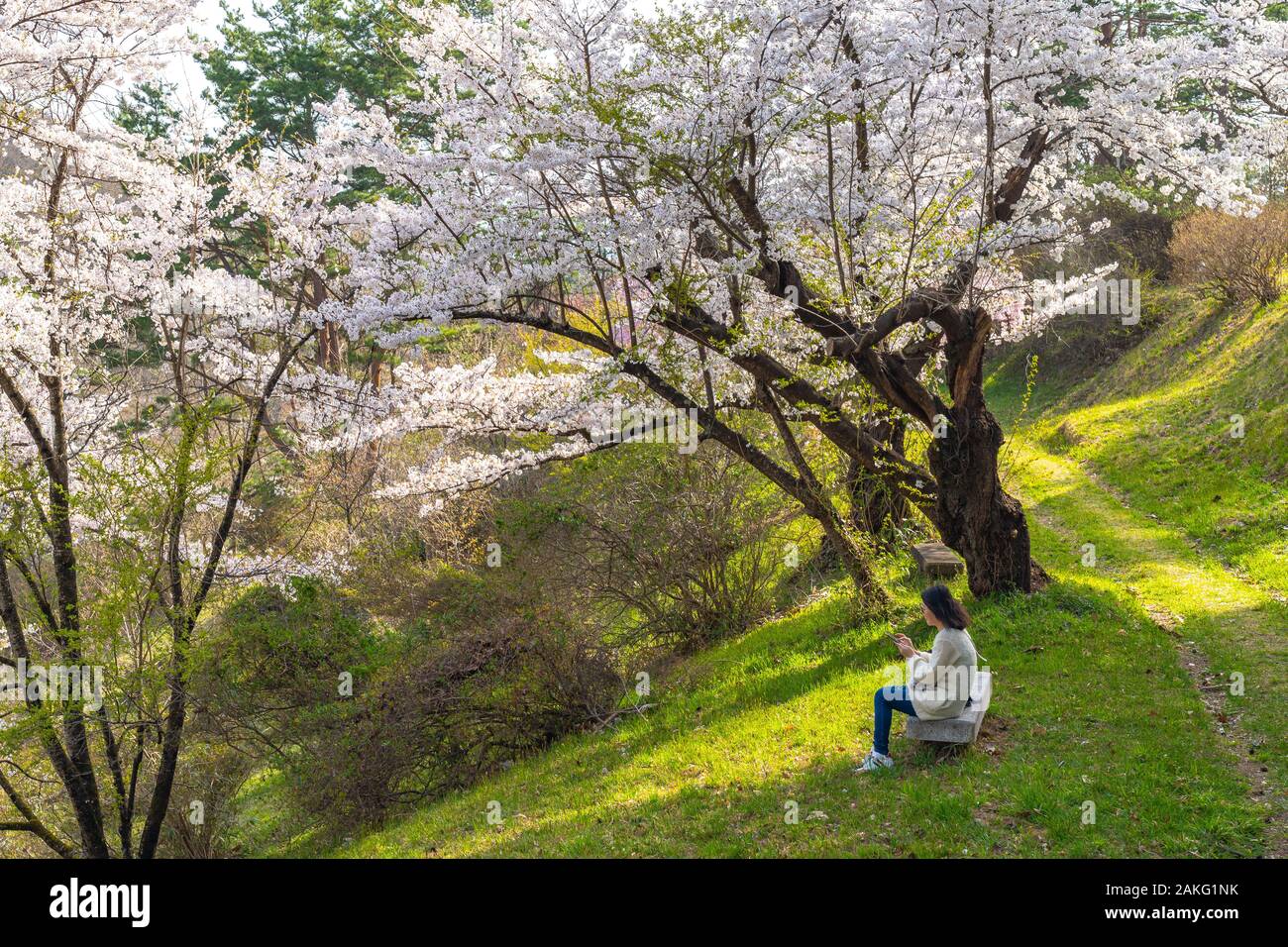 Michinoku Folklore Dorf im Frühling Saison sonnigen Tag. Kitakami Tenshochi Park Kirschblüten Matsuri fest. Kitakami, Iwate Präfektur, Japan Stockfoto