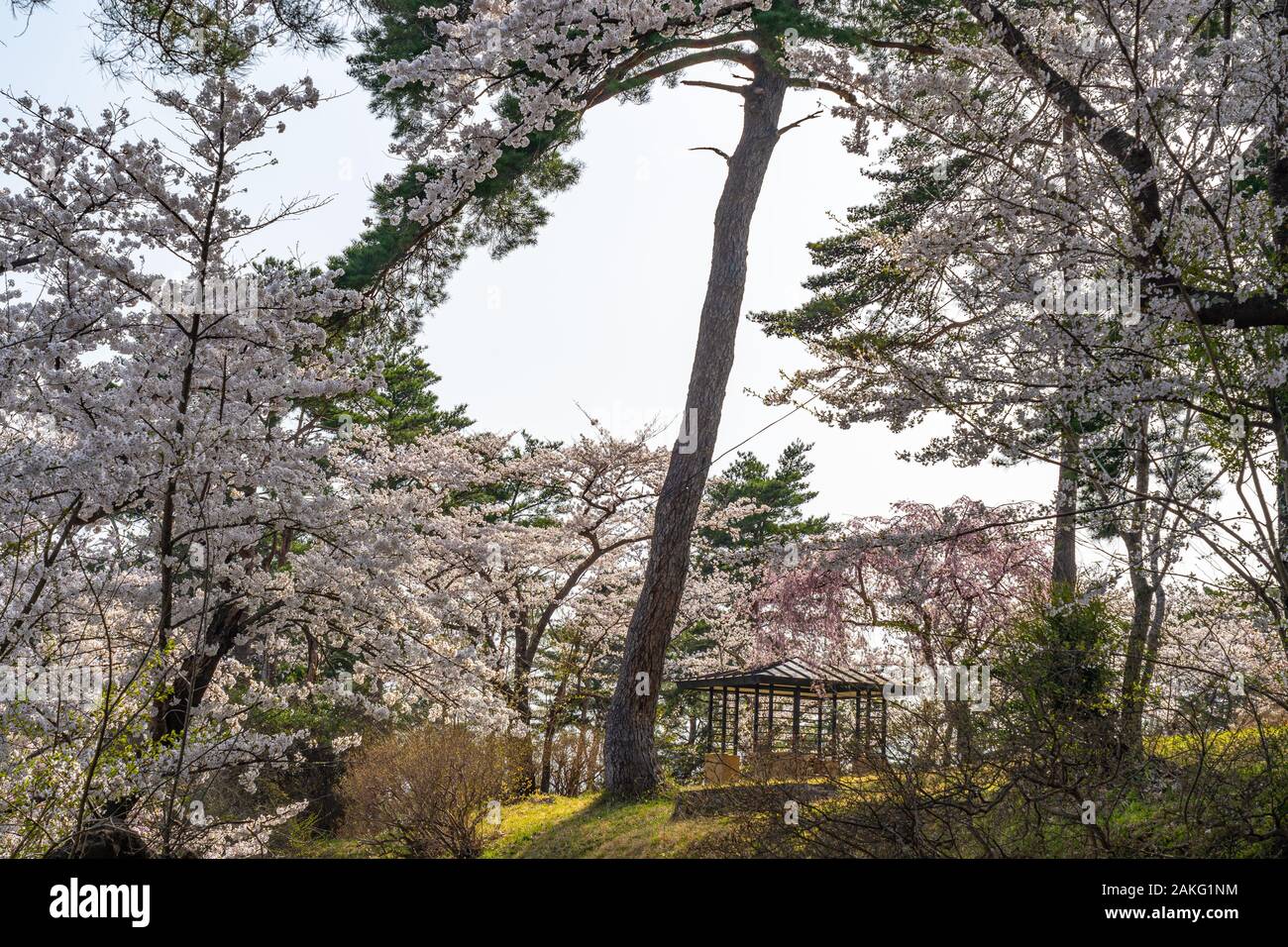 Michinoku Folklore Dorf im Frühling Saison sonnigen Tag. Kitakami Tenshochi Park Kirschblüten Matsuri fest. Kitakami, Iwate Präfektur, Japan Stockfoto
