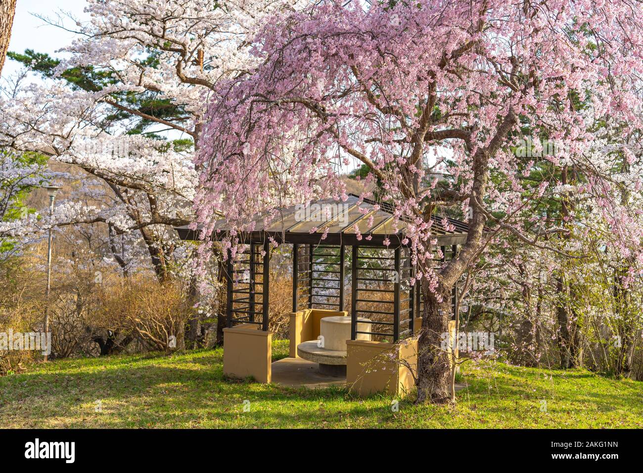 Michinoku Folklore Dorf im Frühling Saison sonnigen Tag. Kitakami Tenshochi Park Kirschblüten Matsuri fest. Kitakami, Iwate Präfektur, Japan Stockfoto
