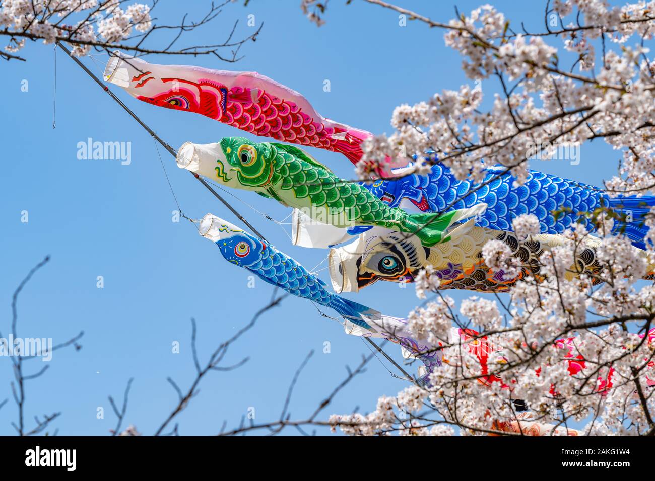 Nähe zu voller Blüte schöne rosa Kirschblüte (Sakura) Blumen im Frühling sonnigen Tag mit blauem Himmel und KOINOBORI, der Karpfen Streamer Stockfoto