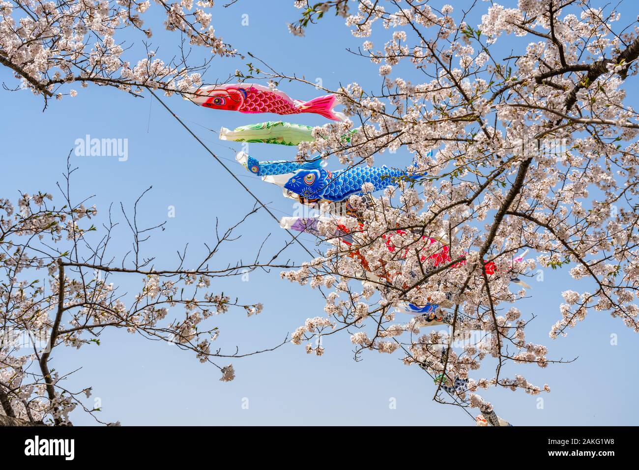Nähe zu voller Blüte schöne rosa Kirschblüte (Sakura) Blumen im Frühling sonnigen Tag mit blauem Himmel und KOINOBORI, der Karpfen Streamer Stockfoto