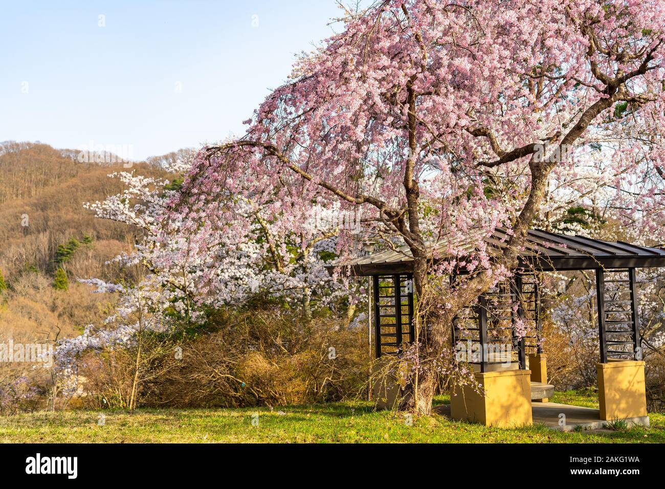 Michinoku Folklore Dorf im Frühling Saison sonnigen Tag. Kitakami Tenshochi Park Kirschblüten Matsuri fest. Kitakami, Iwate Präfektur, Japan Stockfoto