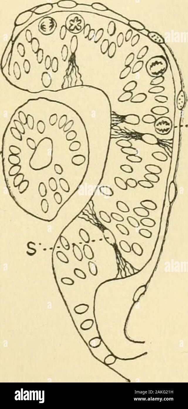 Amtsblatt der Morphologie. t carefulstudy vieler Proben zeigt, dass aller Wahrscheinlichkeit Optionsschaltfläche Dies ist nicht der Fall. Jede Linie der Pigmentkörnchen communicatesonly mit dem Körper von einer Zelle und nicht weiter overto, die aus einer benachbarten Zelle. Diese Sichtweise wird durch die Stellungnahmen der materiallystrengthened Ramon y CajaP auf die 1 Ramon y Cajal, Anatom. Anz., 1889. Nr. 2.] HISTOGENESE DER NETZHAUT. 421 erwachsenen Netzhaut. Durch Golgis Methode er inoutlining große Zellen, die von der Stäbchen und Zapfen, gelang es den Nervenfasern der Netzhaut. Es gibt keine anastomosesbetween der Prolongationen und Stockfoto