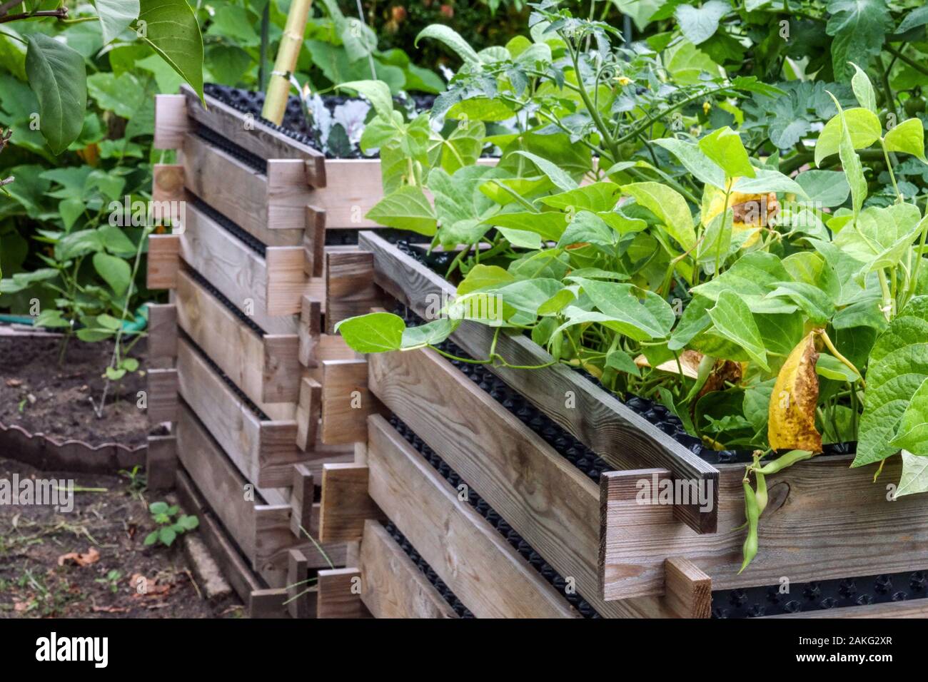 Anottment Gartenarbeit zwei hölzerne Hochbett Garten Stockfoto