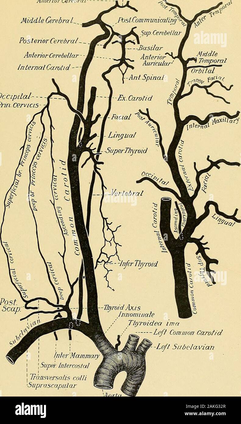 Chirurgische Anatomie: Eine Abhandlung über die menschliche Anatomie in seiner Anwendung auf die Praxis der Medizin und Chirurgie. Aufsteigend, und einem Terminal. Die anteriorset umfasst die superior Schilddrüse, Sprachen und Gesichtsbehandlung; der posterior, die Okzipitalen und posterioren Congelador; die Aufsteigend, die aufsteigende pharyngeal; und theterminal, die oberflächlichen Zeitliche, und interne maxillaris. Die superior Schilddrüse Arterie, die erste Branche, die von der externalcarotid, entsteht, gerade unter den größeren cornu Der zungenbein. Während thegreater Teil der Kurs nimmt es die superior Halsschlagader Dreieck. Es passesforw Stockfoto