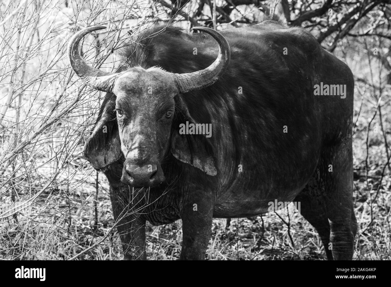 Ein Gnu (Gnus) während einer Safari in Hluhluwe - imfolozi Nationalpark in Südafrika dargestellt Stockfoto