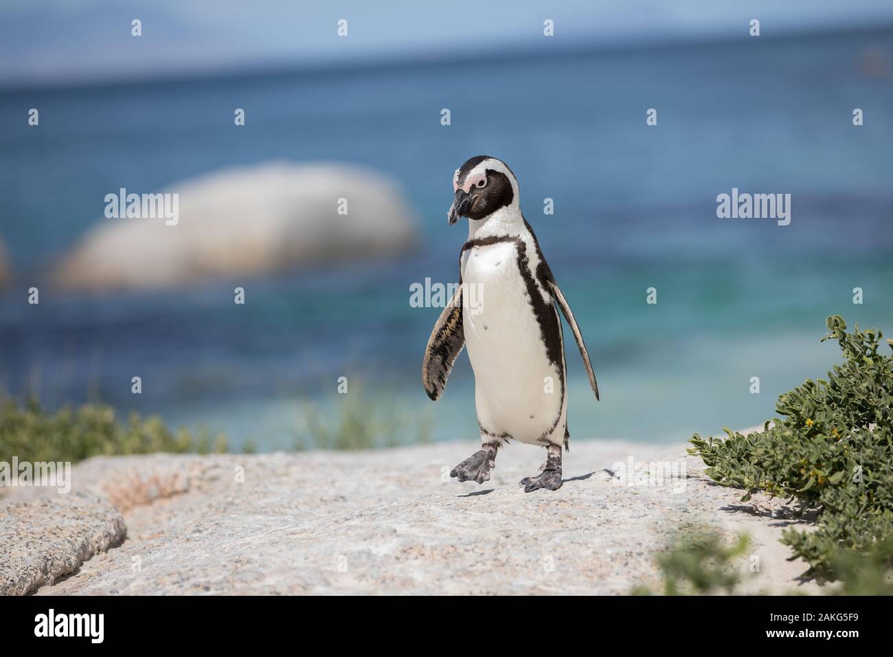 South African Penguin (Jackass) am Boulders Beach Stockfoto