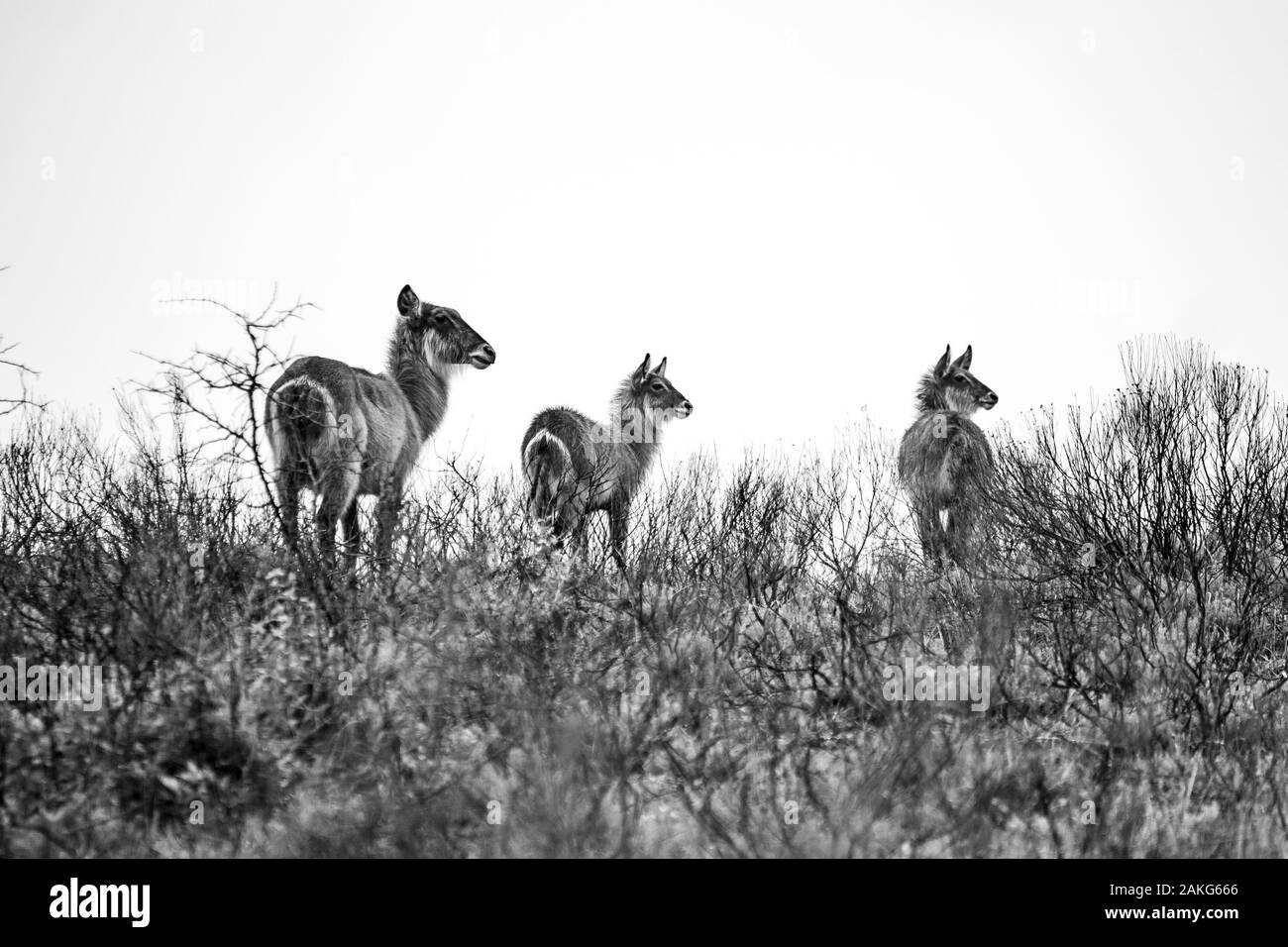 Eine Gruppe von wasserböcke im Gras im isimangaliso Nationalpark in Südafrika Stockfoto