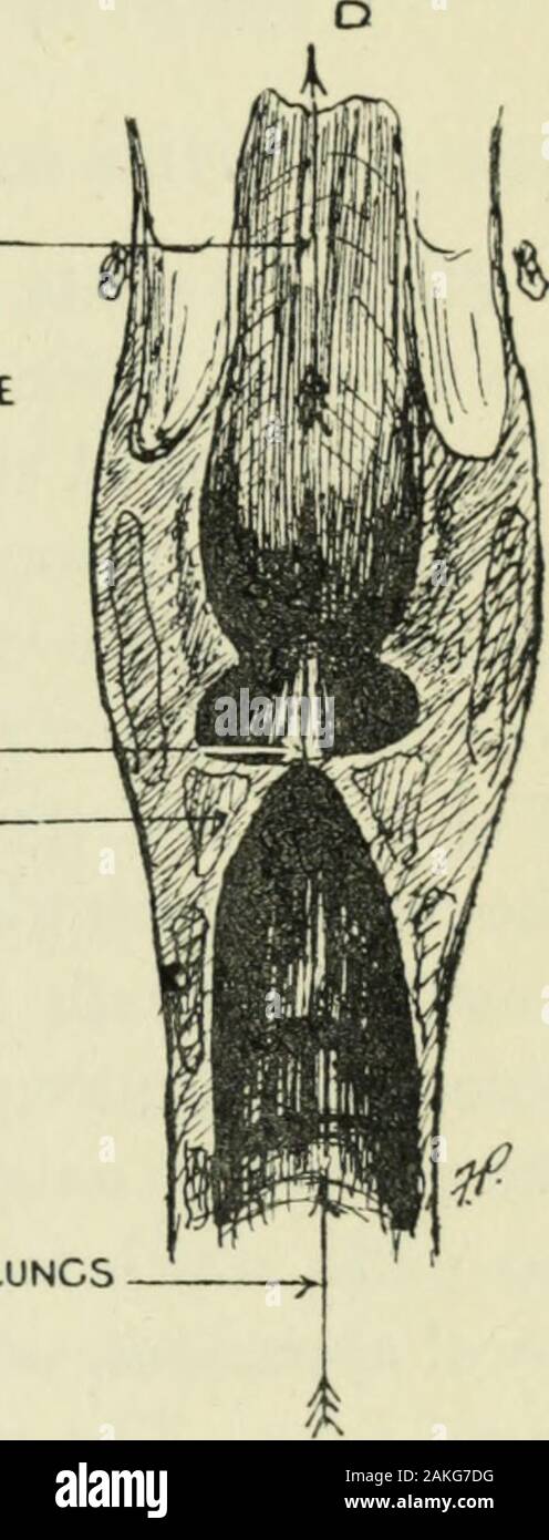 Philosophie der vocal Kultur: ein Lehrbuch der vocal Training und Vorbereitung für Song Interpretation. Richtung der ABFLIESSENDEN VIBRIERENDE SPALTE DER ATEM INNERHALB WALLOP SCHILDDRÜSE CARTILAGEARYTENOID CARTILAGELEFT VOCAL LIGAMENT CONUS ELASTICUS CRICOID KNORPEL STIMMBÄNDER ANGENÄHERT MUSCULUS VOCALIS LUFTRÖHRE RICHTUNG DER ATEM von den Lungen. Larvnx witli linke Hälfte der Schilddrüse Cartilaj^e entfernt. Ich Frontal sectionthrough Kehlkopf, mit - () (al Schnüre ai) pr () xiiHated. Abb. 1 26 Vocal Training. Die Stimme hat ihre Wind - Kasten in der Lunge. Der Atem isconducted unter Druck auf die Stimmbänder, die durch den Wind-pi Stockfoto