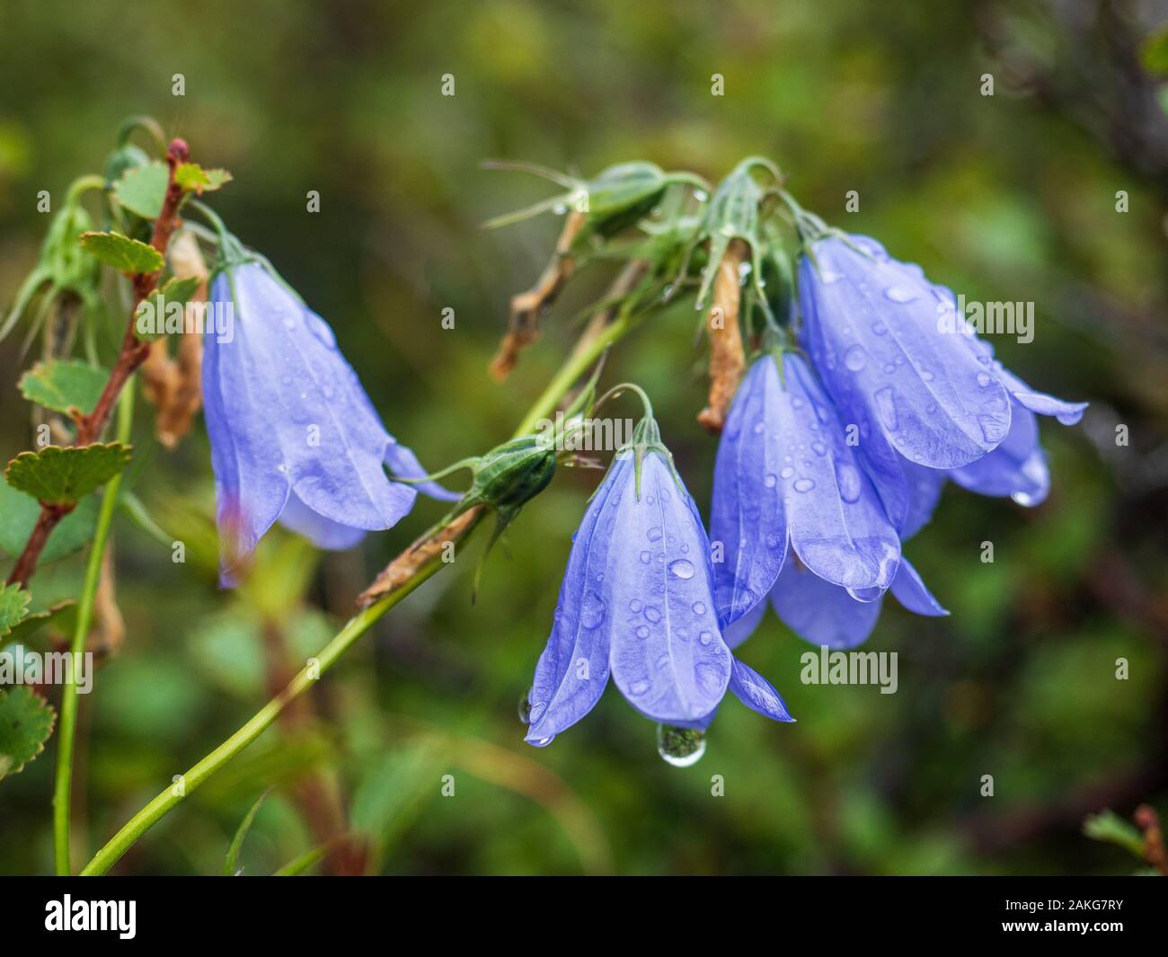 - Nahaufnahme Blick auf vier violett-blauen Glockenblumen mit Regen fällt auf die Blumen Stockfoto