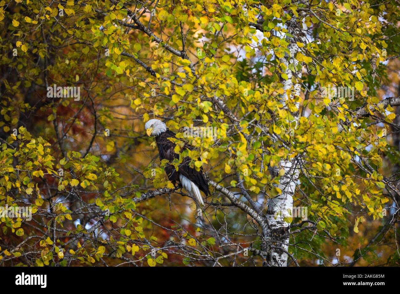 Ein weißkopfseeadler beobachten für eine Gelegenheit auf einem toten Whitetail neben der Autobahn zu füttern. Stockfoto