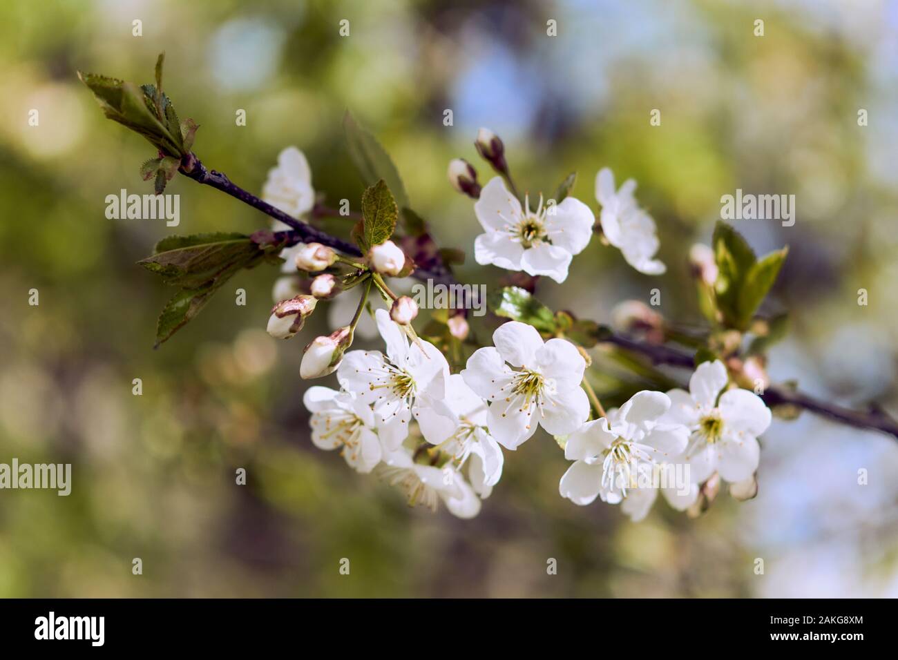 Apple tree Knospen und Blüten. Blühende eines Patagonischen Apfelbaum im Frühjahr. Makro Hintergrund von blühenden Bäumen. Stockfoto