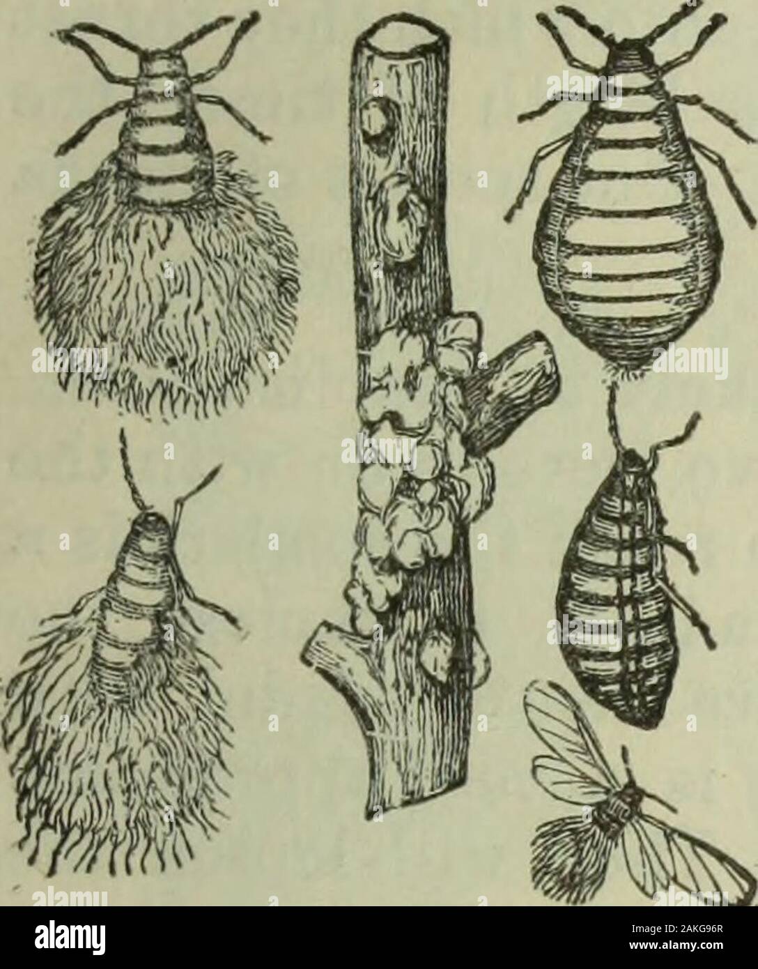 Jahresbericht der Fruit Growers' Association von Ontario, 1898. Auf ein Insekt, gelten mit einer Feder oder Kamele - Haar Pinsel einen Tropfen Leinöl auf den Körper von einem unangenehmen Hornet oder Hummel buzzingin im Fenster. Das Ende kommt schnell! Das Öl nicht in den Magen des theinsect genommen, ist aber über den Körper verteilt, und die Atmung - Poren, und das Insekt stirbt. Die aphides Links ihren Kurs zu laufen, auf Dauer zu einer Generation von wingedinsects; und diese gehen Sie die vorläufige Regelung für die nächsten yearsround eines phi Dekan Versammlungen und Festlichkeiten zu machen. Die aphides Stockfoto