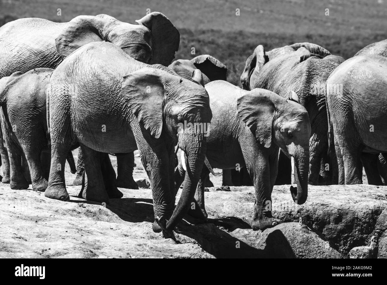 Elefanten im Addo Elephant National Park, in der Nähe von Port Elizabeth, Südafrika Stockfoto