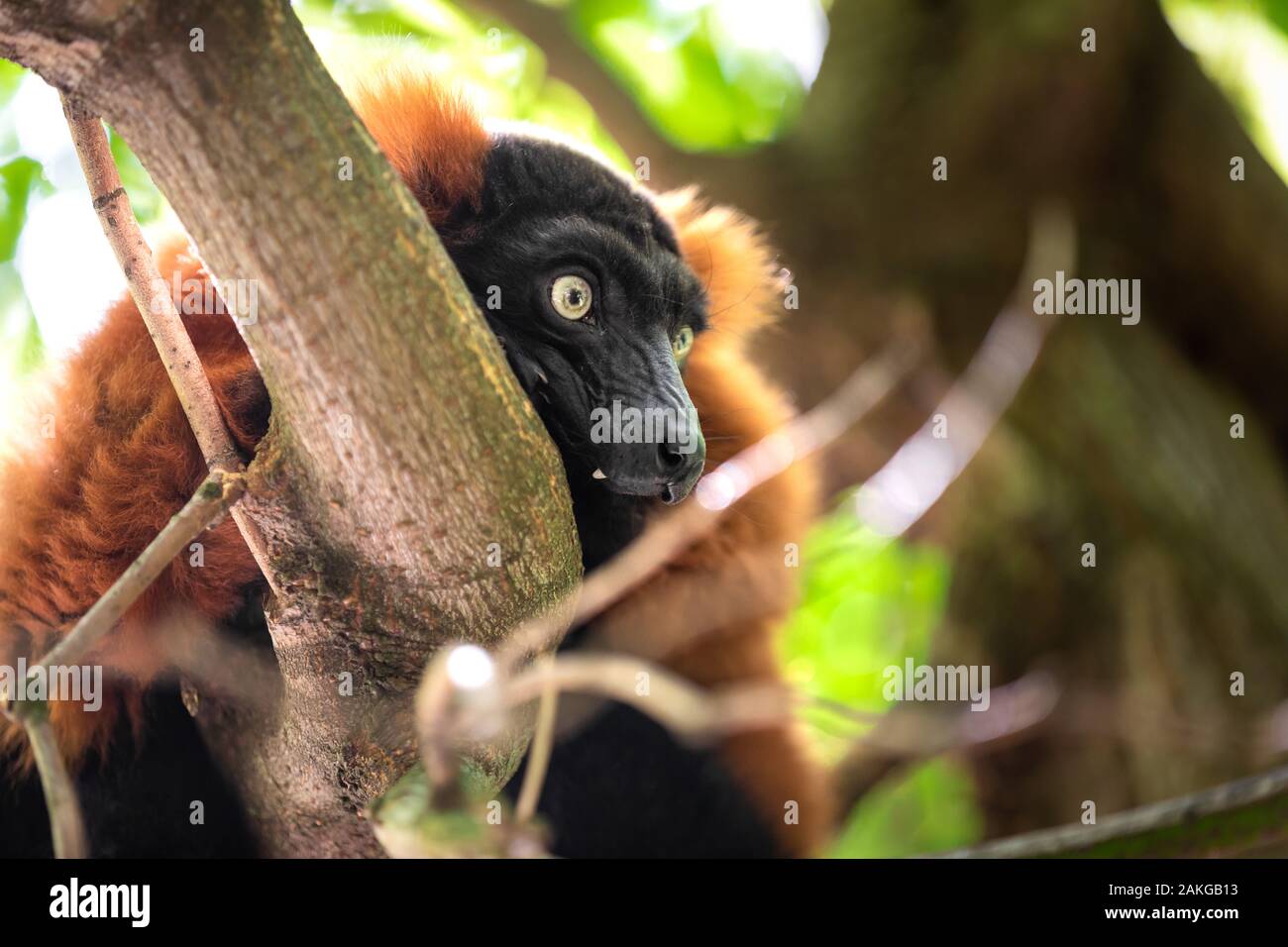 Nahaufnahme eines schwarzen und roten gekräuselten Lemurs, der auf einem Ast thront und seitlich vor einem grünen Bokeh-Hintergrund schaut Stockfoto