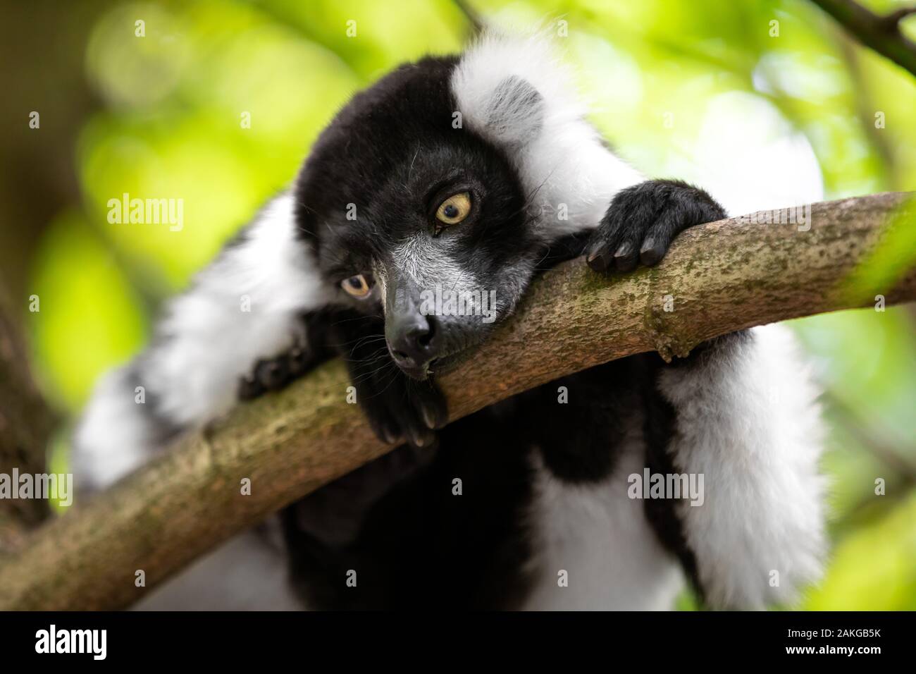 Nahaufnahme eines schwarz-weißen gekräuselten Lemurs, der auf einem Ast thront und seitlich vor einem grünen Bokeh-Hintergrund schaut Stockfoto