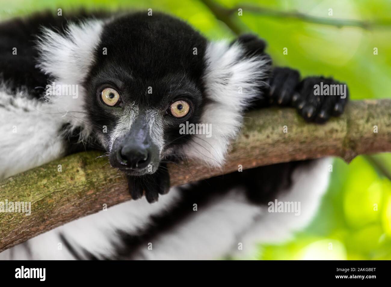 Nahaufnahme eines schwarz-weißen gerafften Lemurs, der auf einem Ast thront und vor einem grünen Bokeh-Hintergrund auf die Kamera starrt Stockfoto