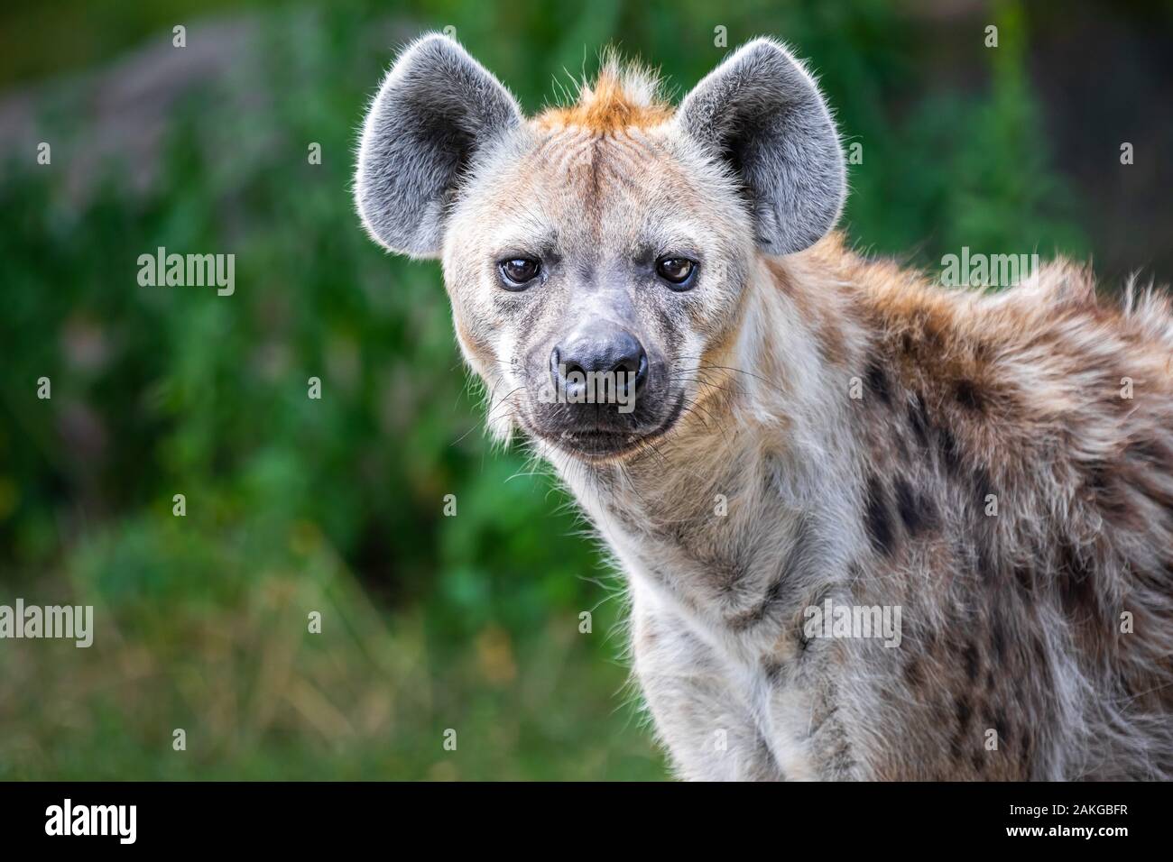 Nahaufnahme einer wilden Hyäne, die auf die Kamera starrt Vor einem grünen Bokeh Hintergrund Stockfoto
