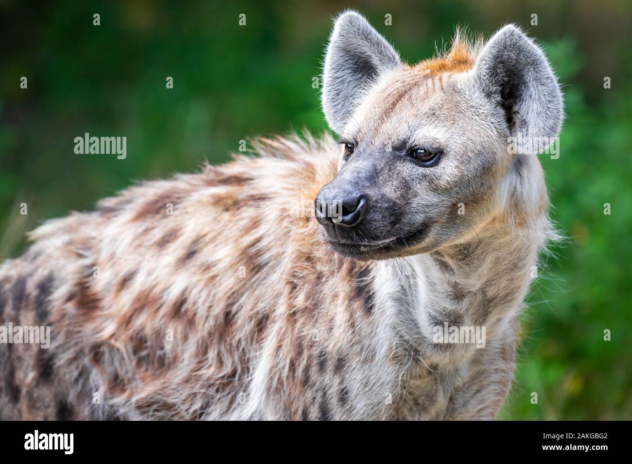 Nahaufnahme Porträt einer wild gefleckten Hyäne, die seitwärts schaut Vor einem grünen Bokeh Hintergrund Stockfoto