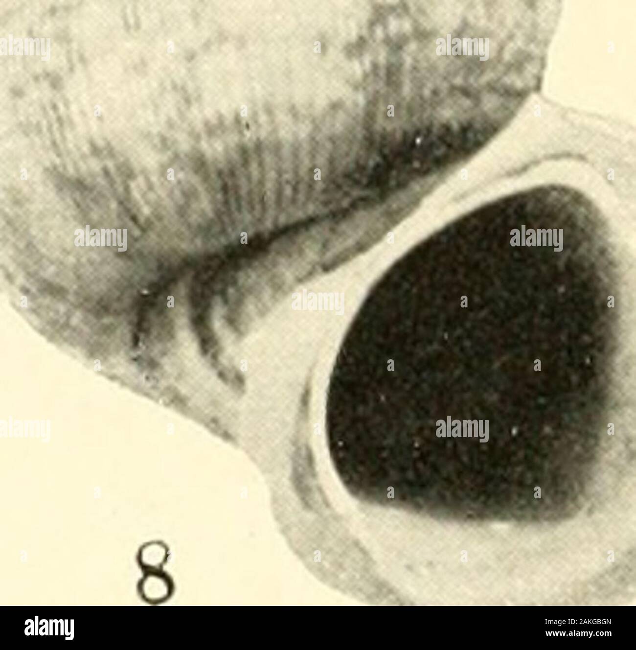Bulletin United States National Museum. 1, Chondropoina (Chondrol