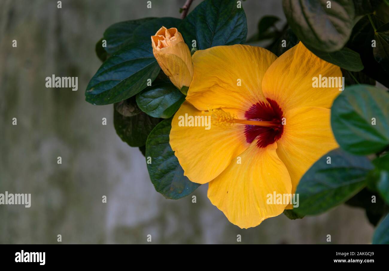 Orange Yellow Hibiscus Flower, Vietnam Stockfoto
