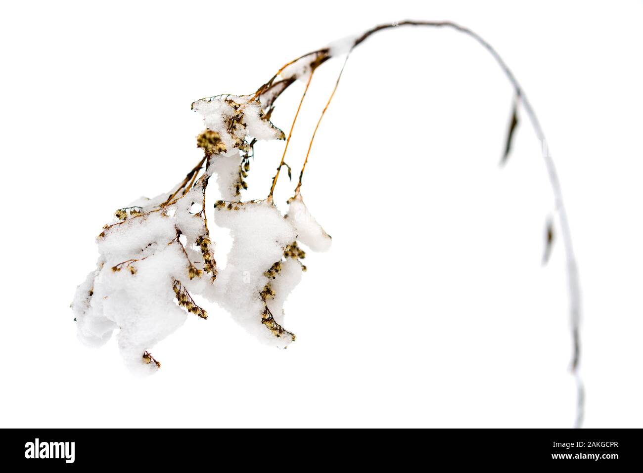 Der Strunk des trockenen Gras gebeugt unter der Last des Schnees. Auf einem weißen Hintergrund. Stockfoto