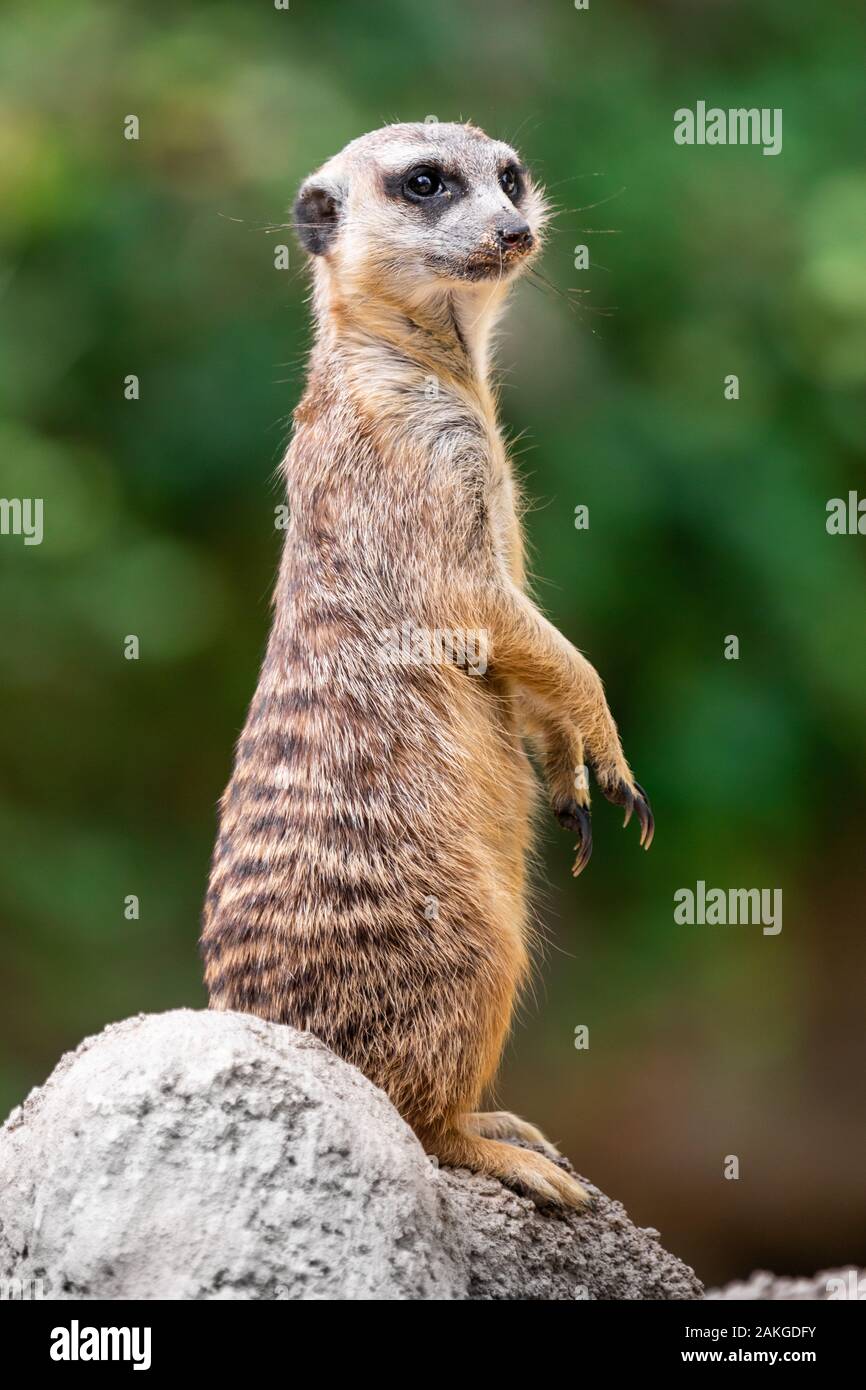Nahaufnahme eines Erdmännchen, der auf einem Steinvorsprung steht und die Umgebung vor einem Bokeh-Hintergrund überwacht Stockfoto