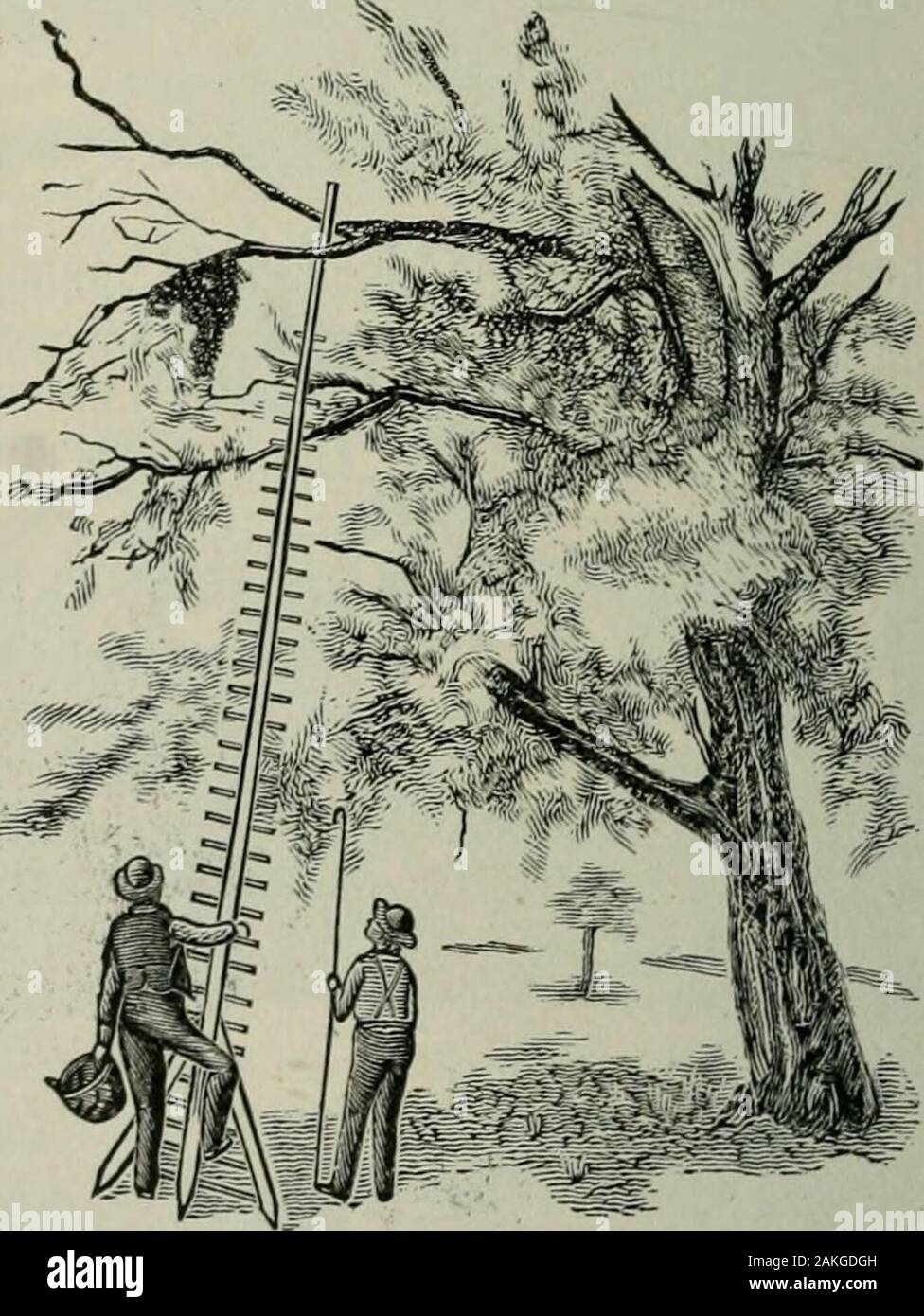 Das ABC der Biene Kultur: ein cyclopedia von jede Sache, die in Bezug auf die Pflege der Honig-Biene, Bienen, Honig, Nesselsucht, Arbeitsgeräte, Honig-Anlagen usw., Tatsachen von der Erfahrung von Tausenden von Imker alle über unser Land und später durch die praktische Arbeit in unserer eigenen Imkerei überprüft. ist justthe Sache. Die anderen Si) ecial Funktion von durch, ist, dass, nachdem Sie erhalten haben abouthalf oder zwei Drittel der Bienen in der Bas-ket, Sie kann nicht entweichen und Ihre orig-inal Befestigungspunkt suchen. Die schwärmen-Haken. Mit den meisten swaiming-Geräte ich haveillustrated, was für ein schwarmfisch nennen könnte ich Stockfoto