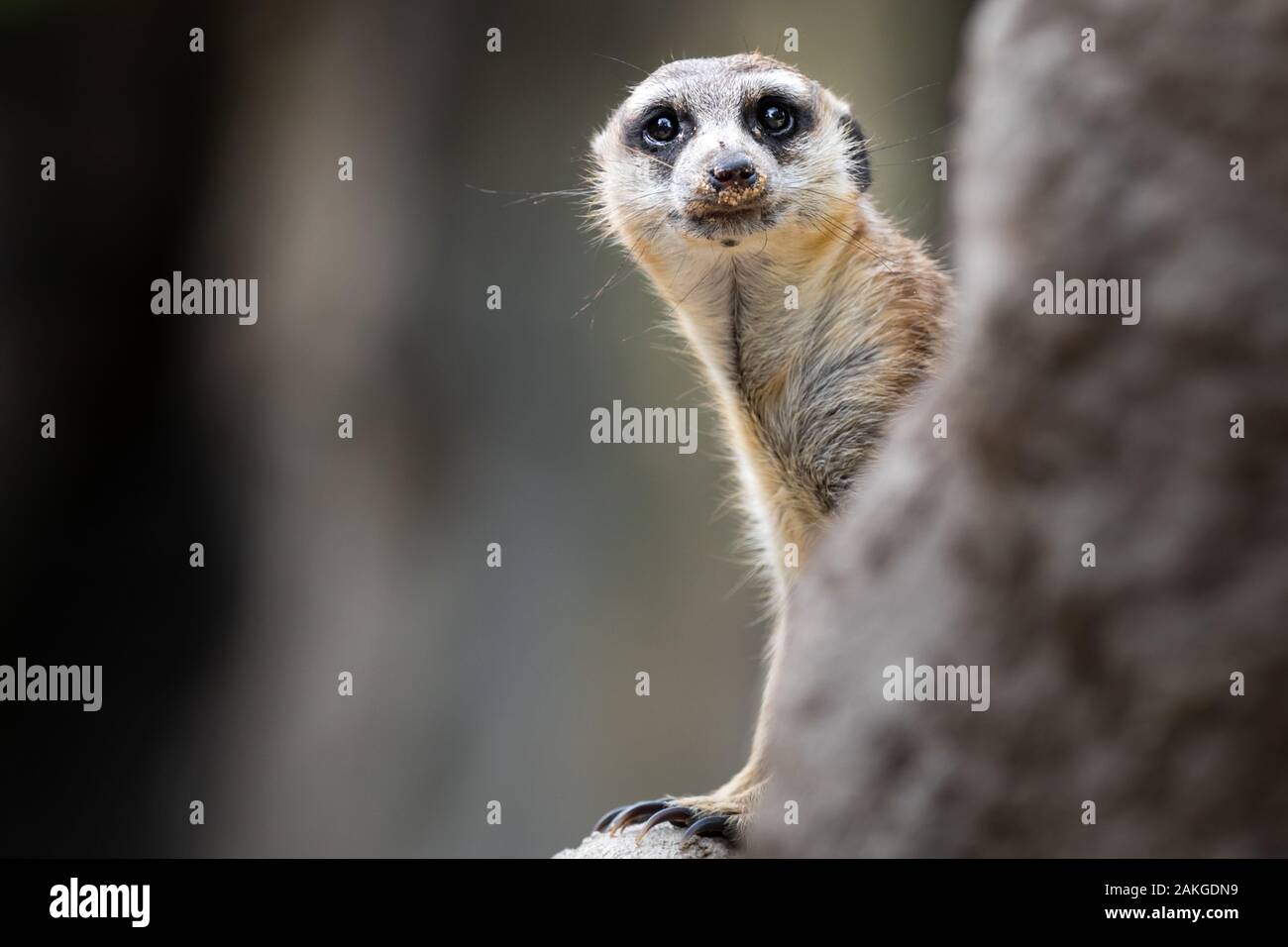 Nahaufnahme eines Erdmännchen, der auf einem Steinvorsprung steht und die Umgebung vor einem Bokeh-Hintergrund überwacht Stockfoto