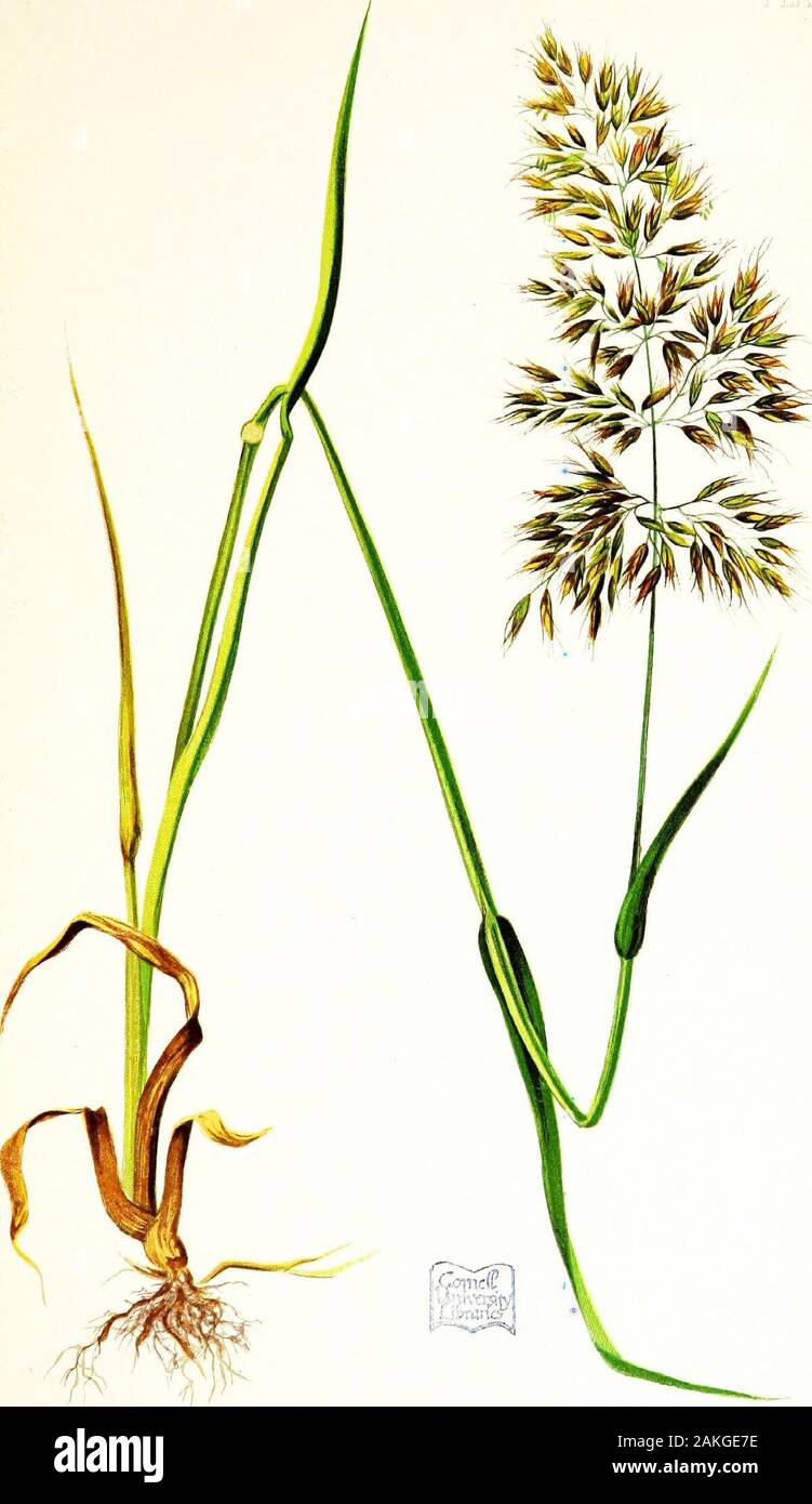 Permanente und temporäre Weiden. Analyse. Gras inNatural Zustand. 63-11 Wasser löslichen albuminoids -?- Unlöslichen albuminoids 1-50 verdauliche Faser Faser Woody 11-95 14-05 f Löslichen mineralischen Materie1-04? fflnsoluble Mineral Angelegenheit.... 1-11 Chlorophyll, löslicher Kohlenhydrate, &c. 7-24 100-00* mit Stickstoff .34 - .14 albuminoid Stickstoff, Gesamt-Stickstoff-38 t, der Silica-13 ft, der Silica 0,75 bei 212° Pahr getrocknet. 4-06 32-39 38-09 2-81 3-01 19-64 100-00? 31) 2-03 146. Platte IV AVENA FLAVESCENS. CYNOSURUS CRISTATUS. Crested Dogstail. GYNOSURUS CRISTATUS. CRESTED DOGSTATT.. Stockfoto