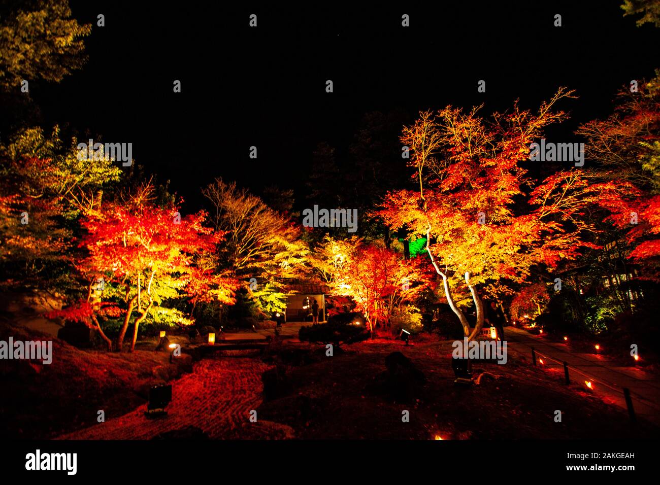 Kyoto. Nächtliche Beleuchtung in der Saison Kōyō" (Herbstlaub) Im Herbst wird der japanische Wald in leuchtenden Rot- und Orangentönen Dargestellt Stockfoto