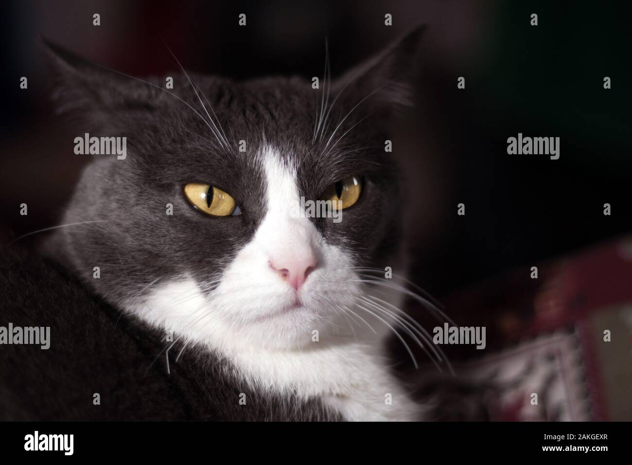Nahaufnahme der grumpy, schöne, weiße und graue Katze mit orange/gelbe Augen Stockfoto