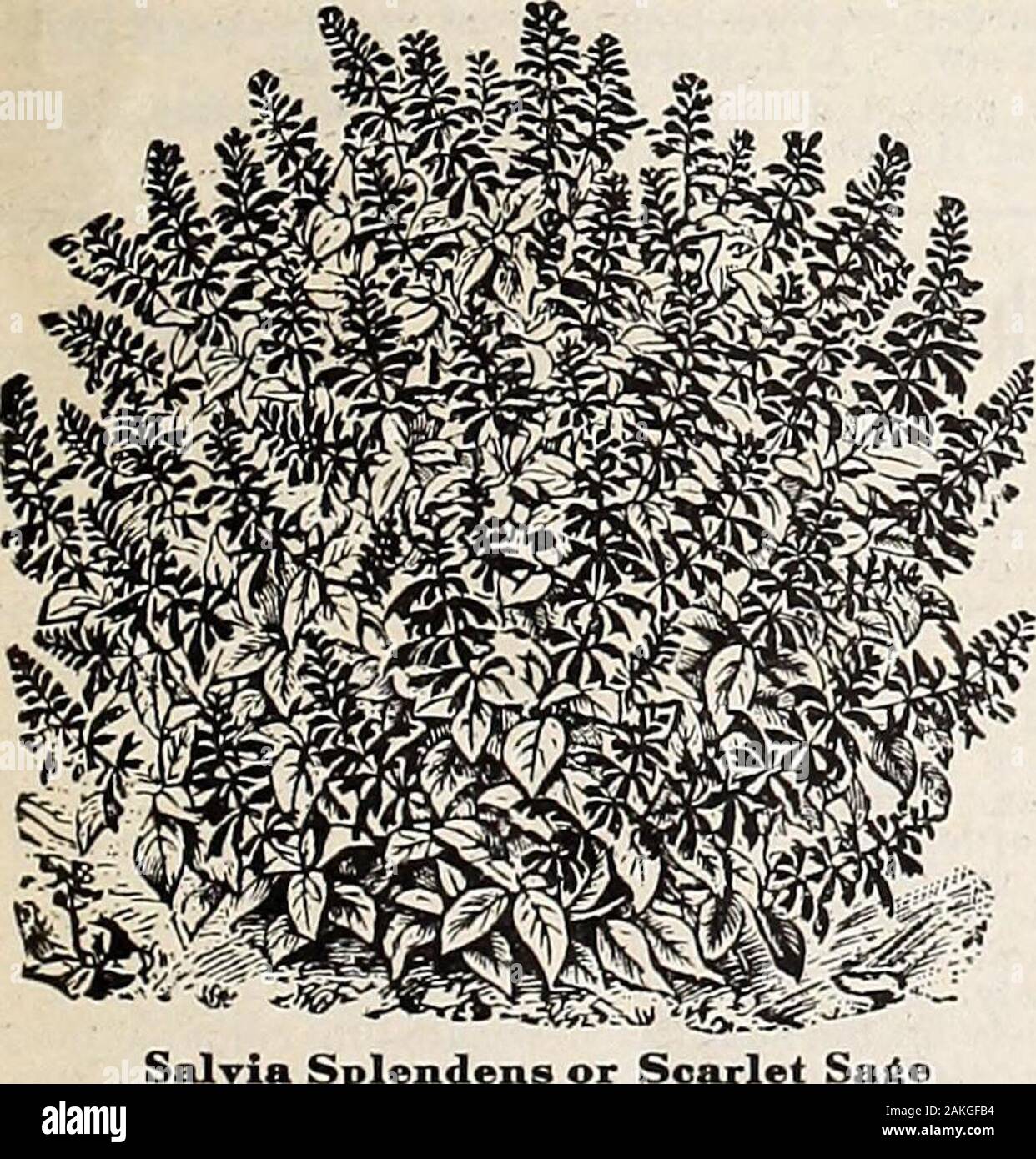 Hastings" Saatgut: Frühjahr 1912 Katalog. re gewachsen separat undername. Wenn diese erreichen unsere Lager die Mix- tur ist, genau die richtige Qualität jeder Farbe andshade in die feinsten Vermischung von Farbeninvertieren von bereiten Sie eine höchst erfreuliche Zusammenstellung der Schatten, Farbe und Widerstand gegen die heiße Sonne. Zuckererbsen besown im Januar, Februar und März bei rowswhere können Sie gebürstet oder an den Drähten ausgeführt werden. Wenn longflowering Zeitraum gewünscht wird Gräben ca. 12 cm Tief - Füllen Sie ungefähr 6 Zoll mit rottedmanure und oberen Boden gut gemischt, Pflanze Samen auf thisand Abdeckung 2 bis 3 Zoll. Nach Saatgut stammt, Stockfoto