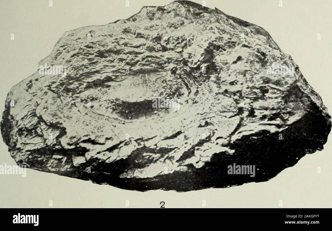 Jahresbericht des United States Geological Survey, dem Sekretär des Innenraums. CVCADELLA RE E D11 aus dem Jura von Wyoming. LlbRAK * Universität von Illinois. Platte LXXV. Ich PLATTE LXXV. Seite. Cycadeli. ein Reedii Ward 393 Nr. 500.19 des Museums der Universität von Wyoming. 1. Ansicht der am besten erhaltenen Seite. Abb. 2. Blick auf die Basis. 540 U. 6. Geologische Übersicht ZWANZIGSTER JAHRESBERICHT TEIL II PL. LXXV. Stockfoto