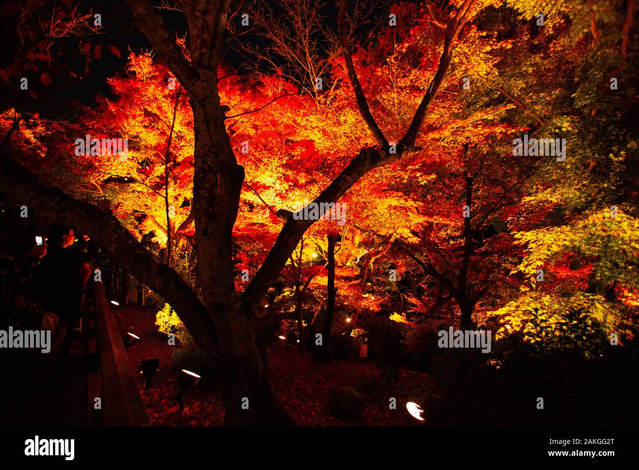 Nächtliche Beleuchtung in der Saison Kōyō" (Herbstlaub) Im Herbst wird der japanische Wald in leuchtenden Rot- und Orangentönen Dargestellt Stockfoto