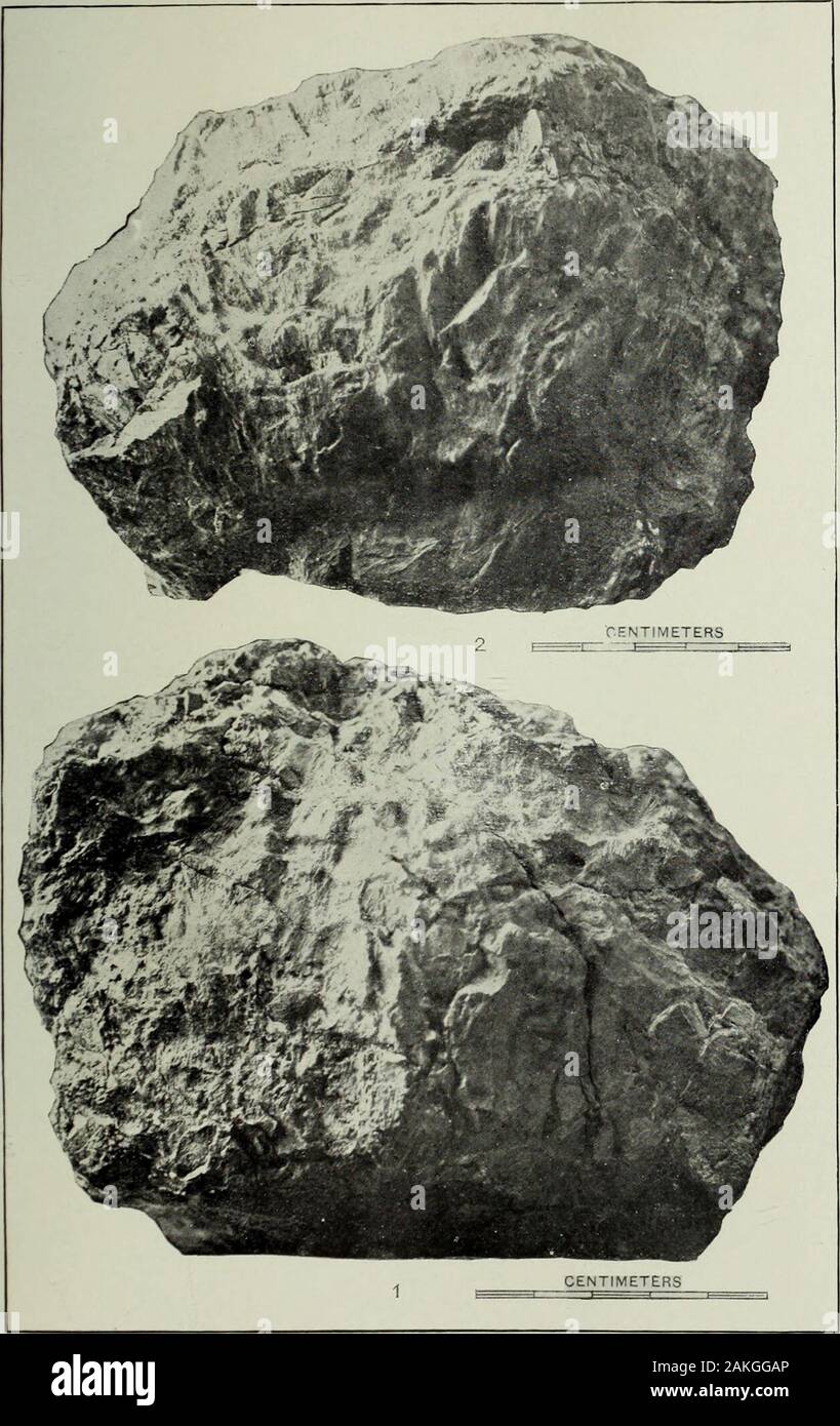 Jahresbericht des United States Geological Survey, dem Sekretär des Innenraums. Zentimeter CYCADELLA REED 11, aus dem Jura von Wyoming. Von der Universität von Illinois. Platte LXX ICH V. PLATTE LXXIV. Cycadei. la Reedii Station Nr. 500.fi des Museums der Universität von Wyoming. Feigen. 1 und 2. Blick auf den gegenüberliegenden weitesten Seiten. 538 US geological survey ZWANZIGSTER JAHRESBERICHT TEIL II PL. LXXIV. CVCADELLA RE E D11 aus dem Jura von Wyoming. LlbRAK * Universität von Illinois. Platte LXXV. Ich PLATTE LXXV. Seite. Cycadeli. ein Reedii Ward 393 Nr. 500.19 des Museums der Universität von Wyomin Stockfoto