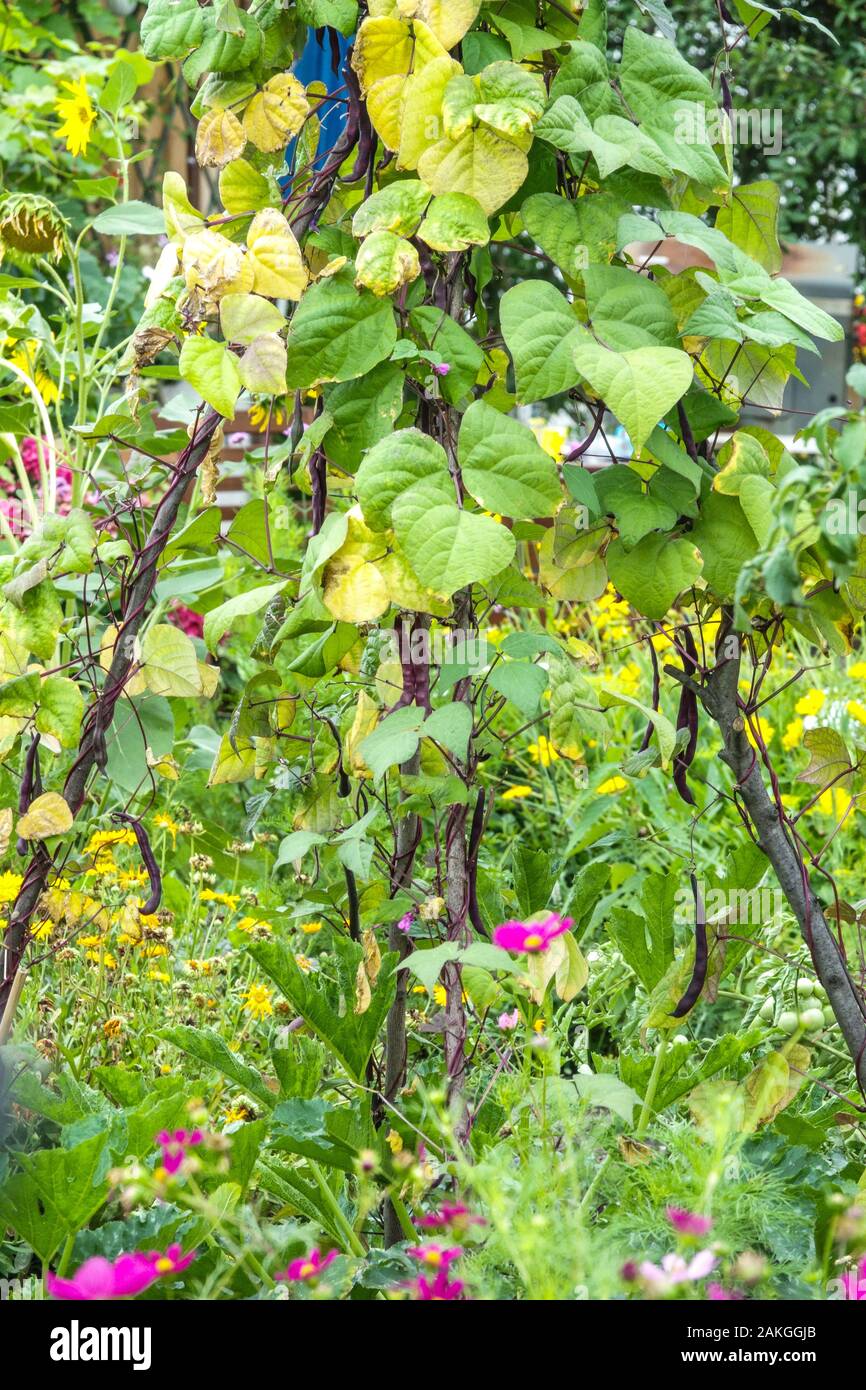Bean pods Reifen im Garten, Pflanzen unterstützen Stockfoto