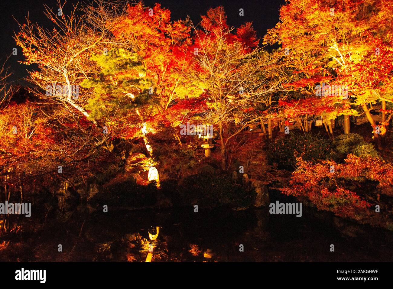Nächtliche Beleuchtung in der Saison Kōyō" (Herbstlaub) Im Herbst wird der japanische Wald in leuchtenden Rot- und Orangentönen Dargestellt Stockfoto