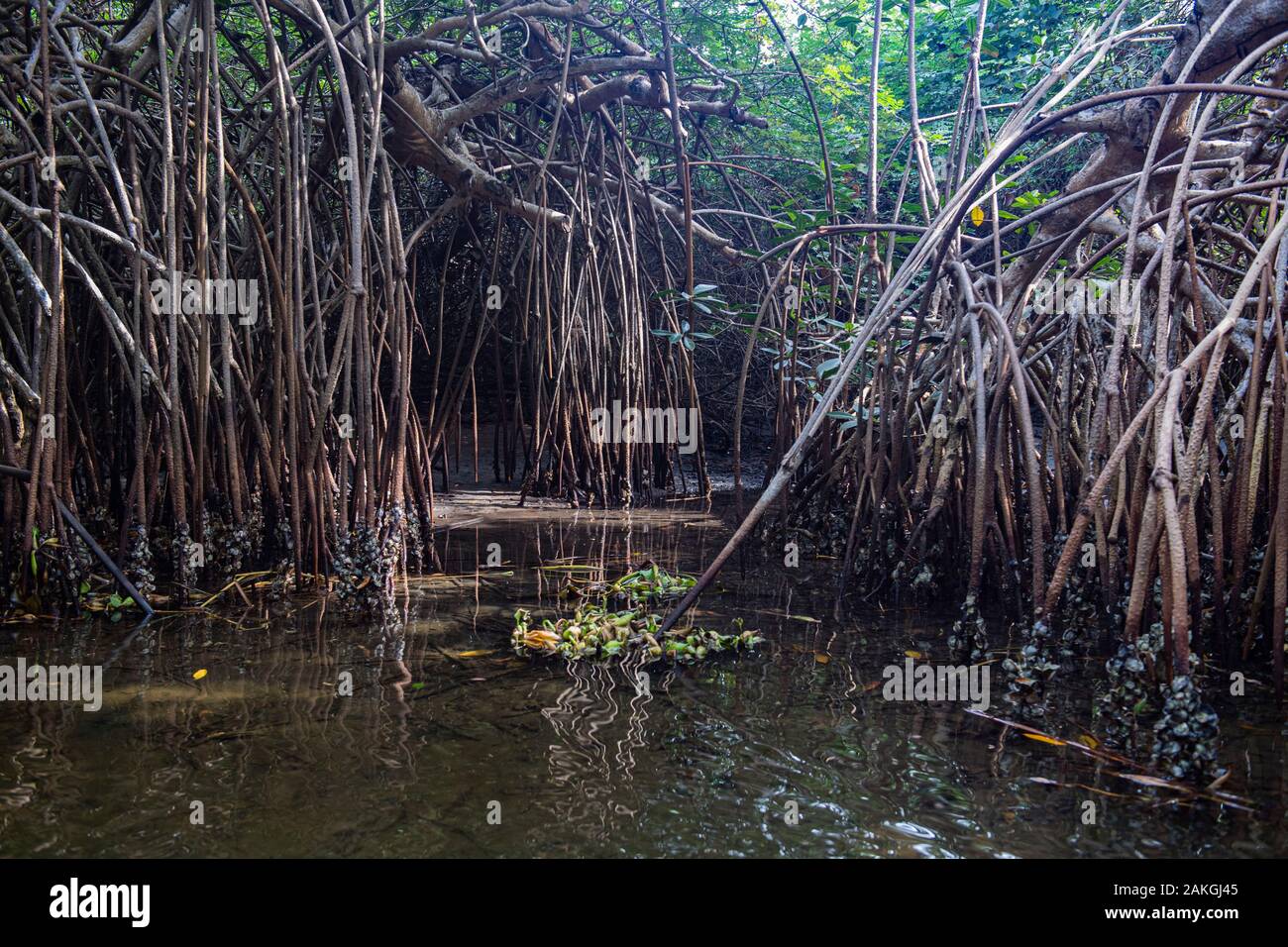 Elfenbeinküste, Grand Lahou district, Grand Lahou, Mangrovenwald Stockfoto