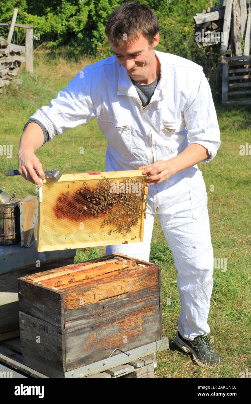 Frankreich, Oise, Thiescourt, Honig Haus der Divette, Celestin Controlling ein Schwarm Bienen in einem Bienenkorb Stockfoto