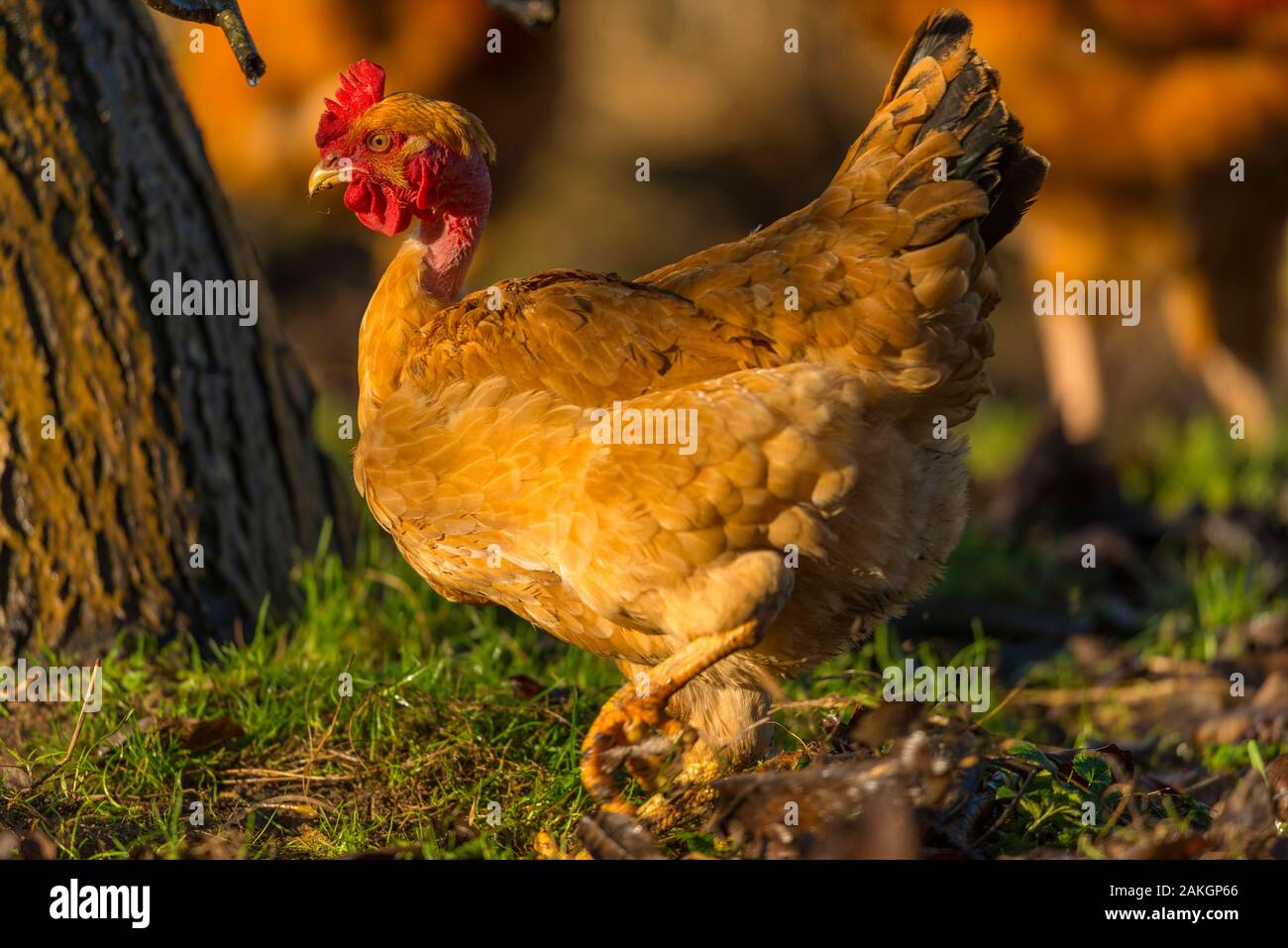 Frankreich, Ardennes (08), Carignan, Hühner der Rasse Cou-nu, Hühner (Hühner und Hähne) von Fleisch in einem traditionellen Bauernhof Bio auf der Farm Stockfoto