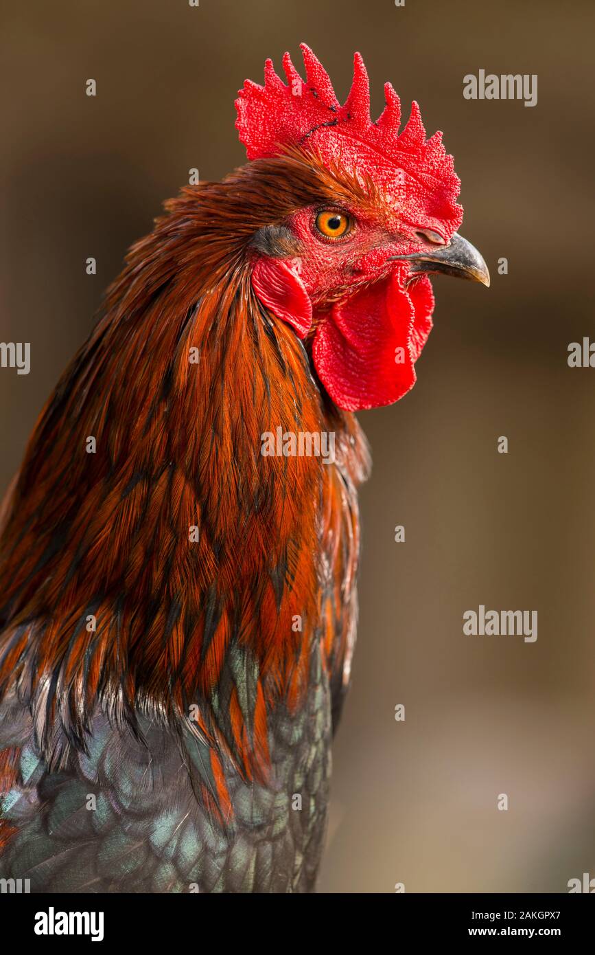 Frankreich, Ardennes (08), Carignan, Hühner der Rasse Cou-nu, Hühner (Hühner und Hähne) von Fleisch in einem traditionellen Bauernhof Bio auf der Farm Stockfoto