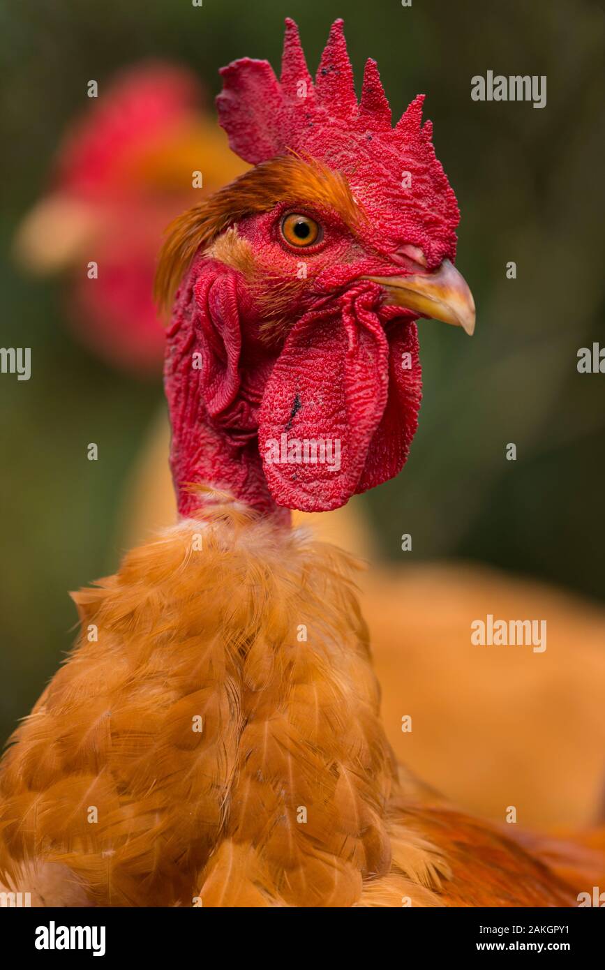 Frankreich, Ardennes (08), Carignan, Hühner der Rasse Cou-nu, Hühner (Hühner und Hähne) von Fleisch in einem traditionellen Bauernhof Bio auf der Farm Stockfoto