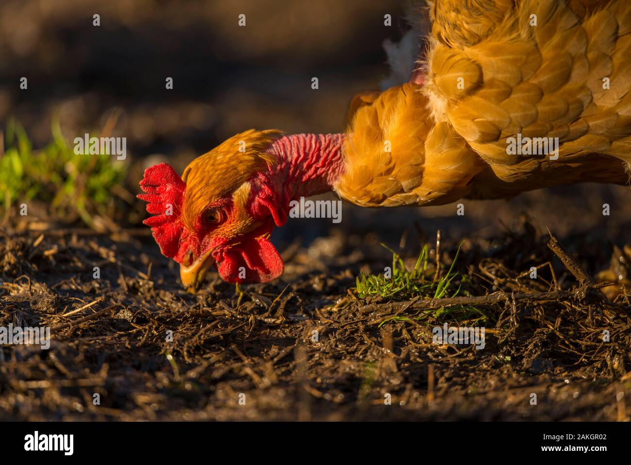 Frankreich, Ardennes (08), Carignan, Hühner der Rasse Cou-nu, Hühner (Hühner und Hähne) von Fleisch in einem traditionellen Bauernhof Bio auf der Farm Stockfoto