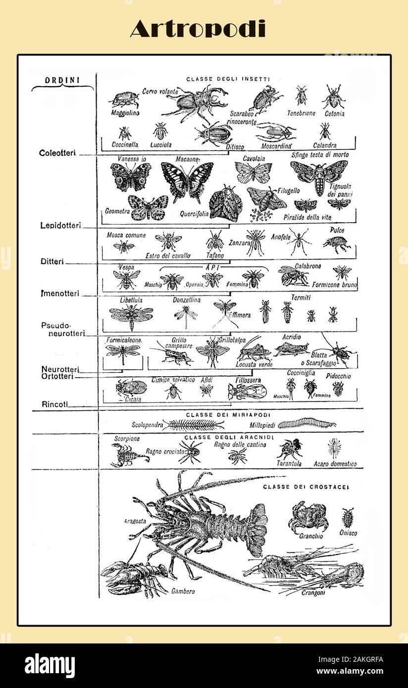 Illustrierte italienischen Lexikon Tabelle über Arthropoden wirbellose Tiere mit segmentierten Körper wie Insekten, Spinnentiere, myriapods und Krebstiere Stockfoto